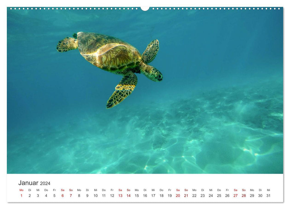 Hawaii - Wunderschöne Einblicke in das Naturparadies. (CALVENDO Wandkalender 2024)