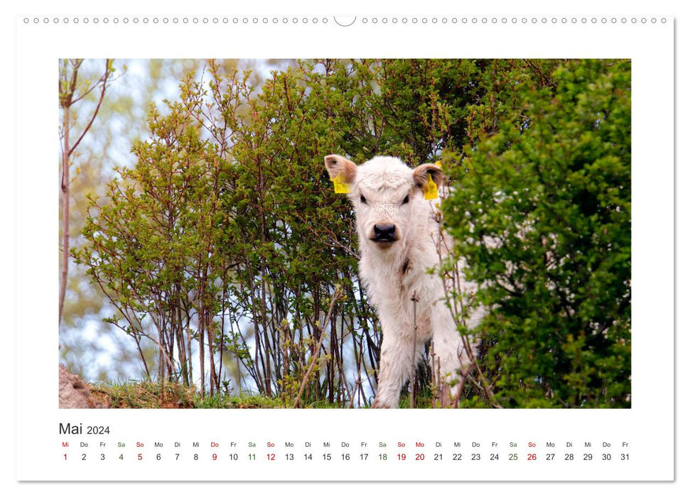 MuhViehStars (CALVENDO Premium Wandkalender 2024)