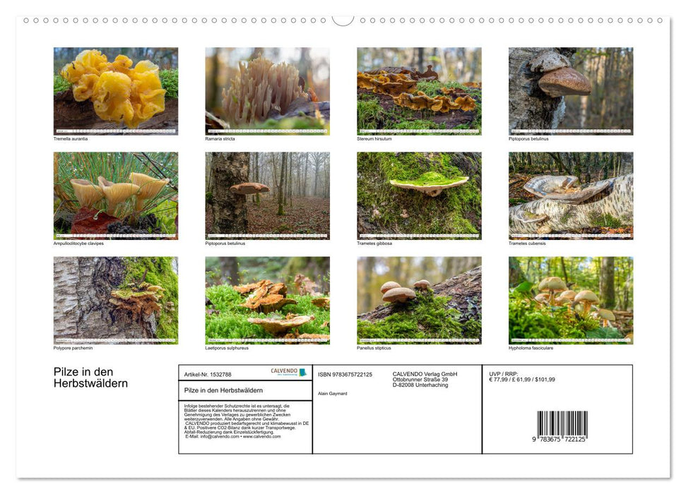 Mushrooms in the autumn forests (CALVENDO Premium Wall Calendar 2024) 