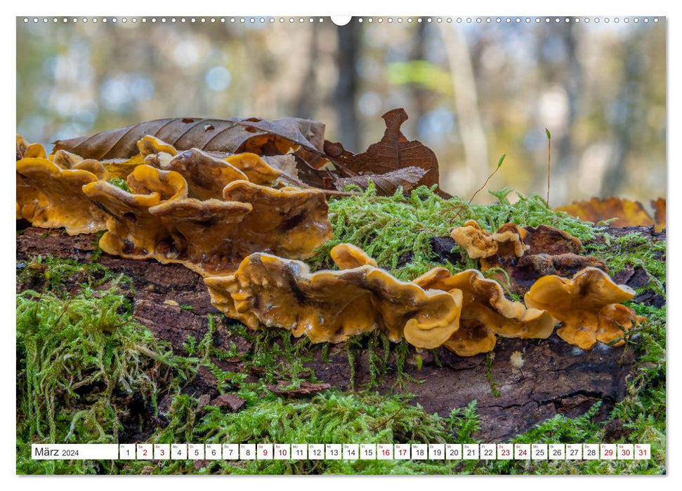 Mushrooms in the autumn forests (CALVENDO Premium Wall Calendar 2024) 