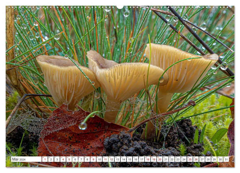 Champignons dans les forêts d'automne (Calendrier mural CALVENDO Premium 2024) 