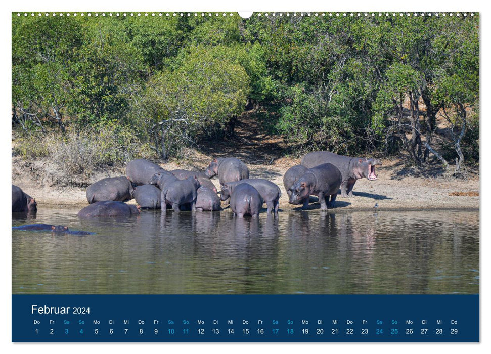 Hippopotames, colosses en Afrique (Calvendo Premium Wall Calendar 2024) 