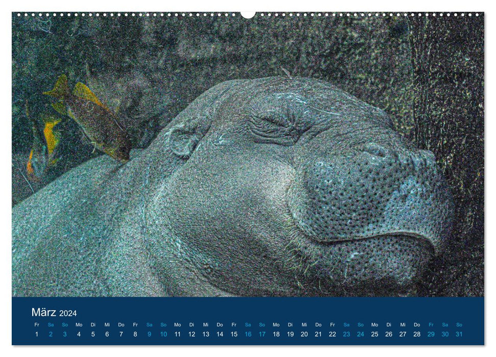 Hippopotames, colosses en Afrique (Calvendo Premium Wall Calendar 2024) 