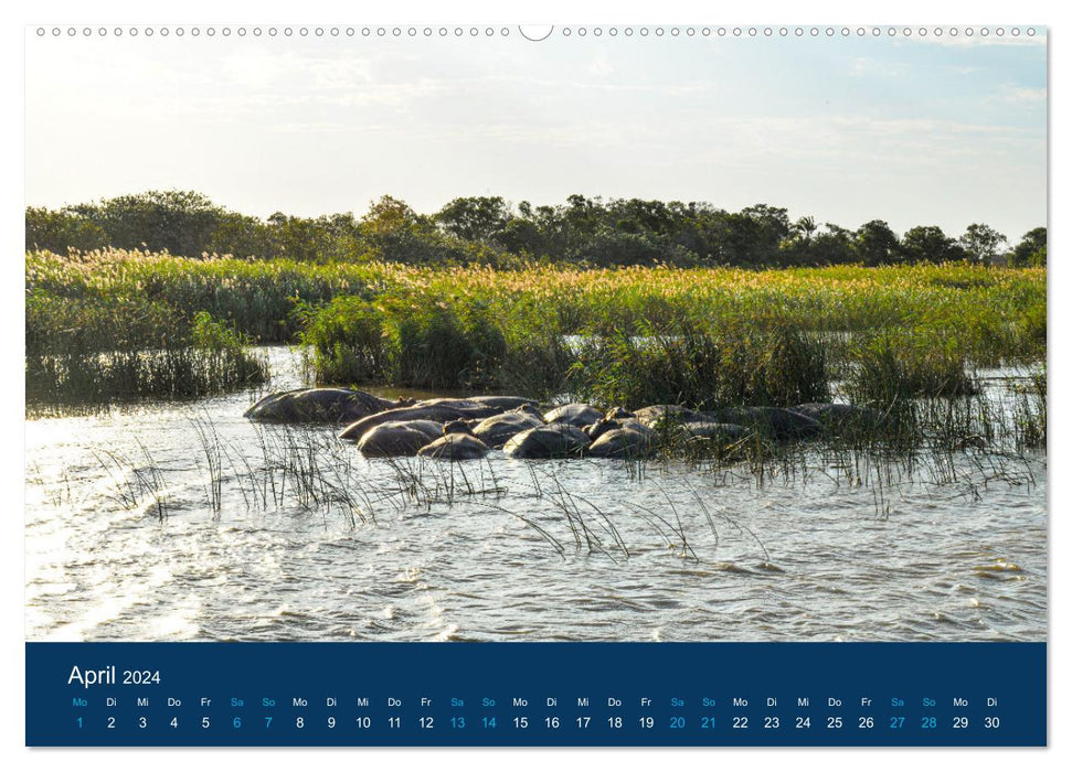 Hippopotames, colosses en Afrique (Calvendo Premium Wall Calendar 2024) 