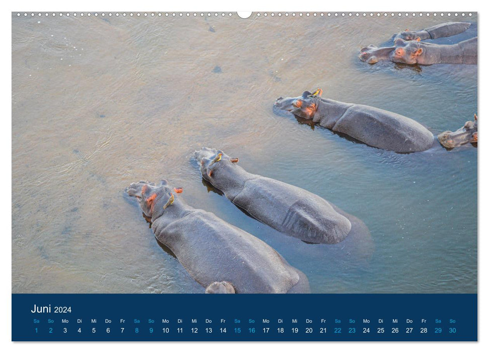 Hippos, colossi in Africa (CALVENDO Premium Wall Calendar 2024) 