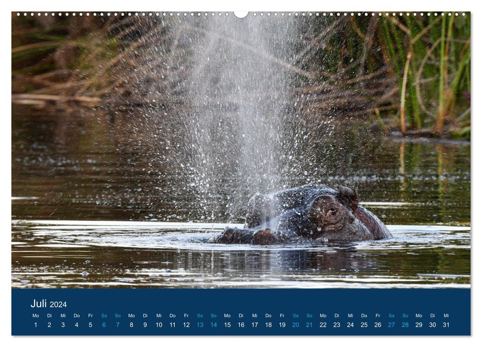 Hippos, colossi in Africa (CALVENDO Premium Wall Calendar 2024) 