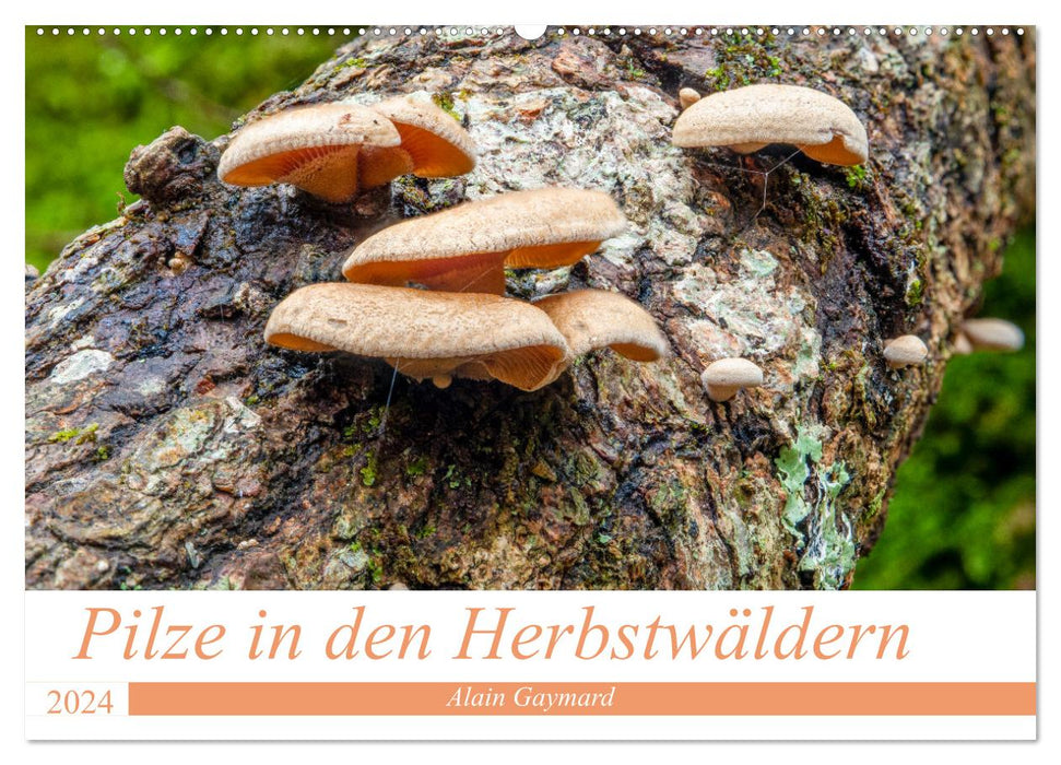 Pilze in den Herbstwäldern (CALVENDO Wandkalender 2024)