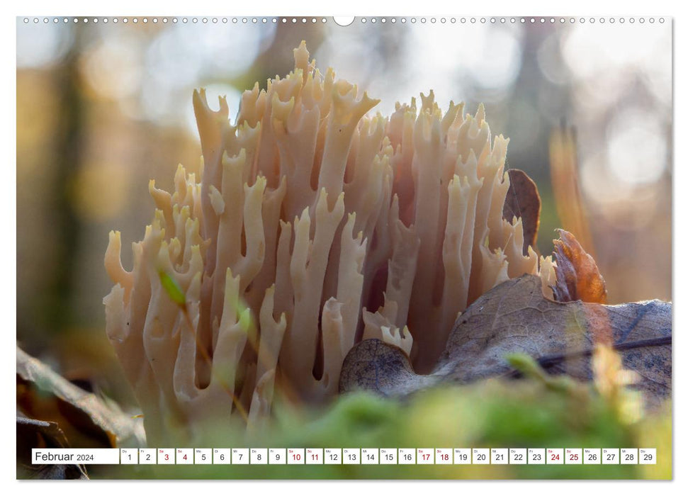 Mushrooms in the autumn forests (CALVENDO wall calendar 2024) 