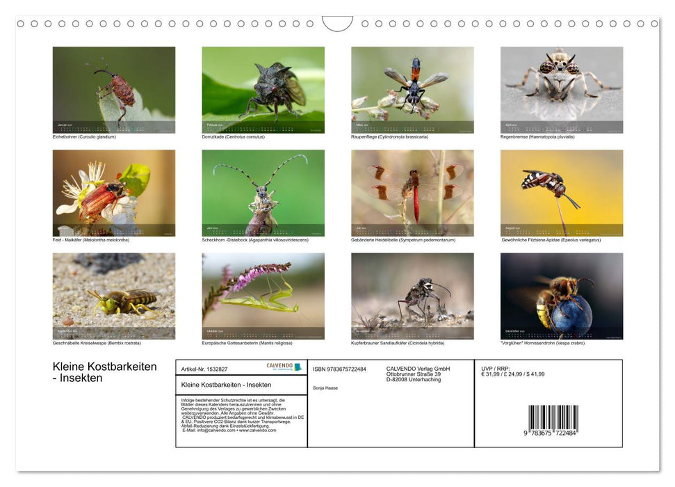 Small treasures insects (CALVENDO wall calendar 2024) 