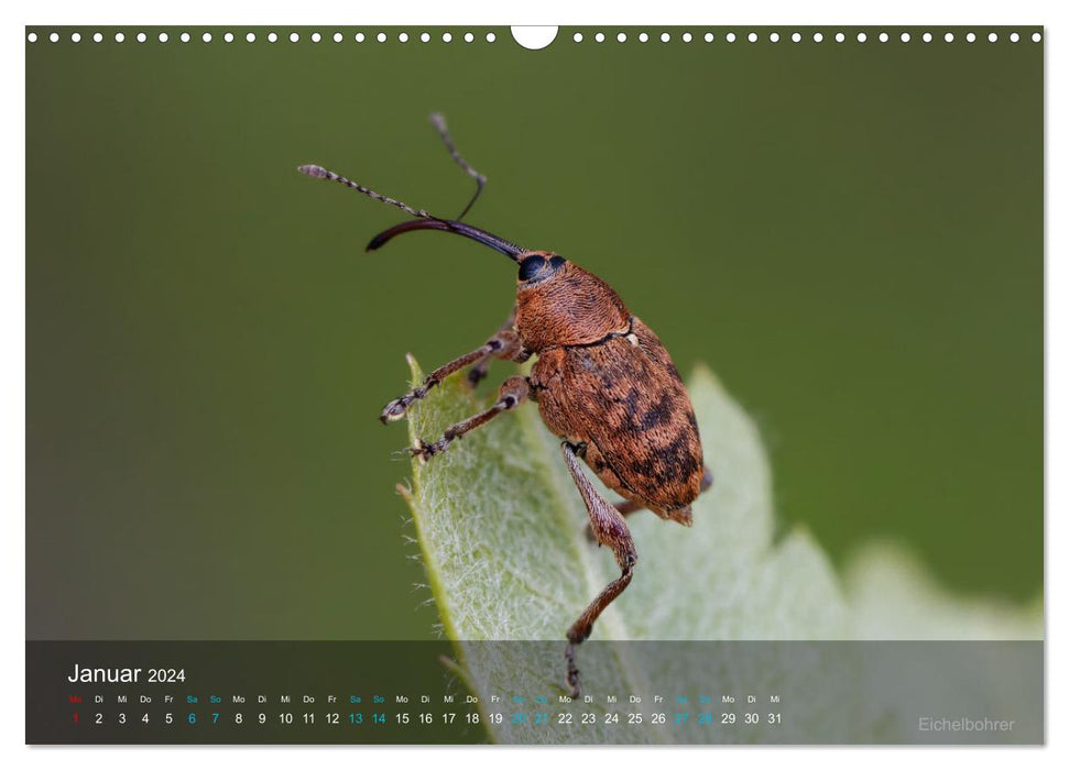 Small treasures insects (CALVENDO wall calendar 2024) 