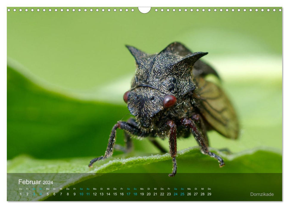 Small treasures insects (CALVENDO wall calendar 2024) 