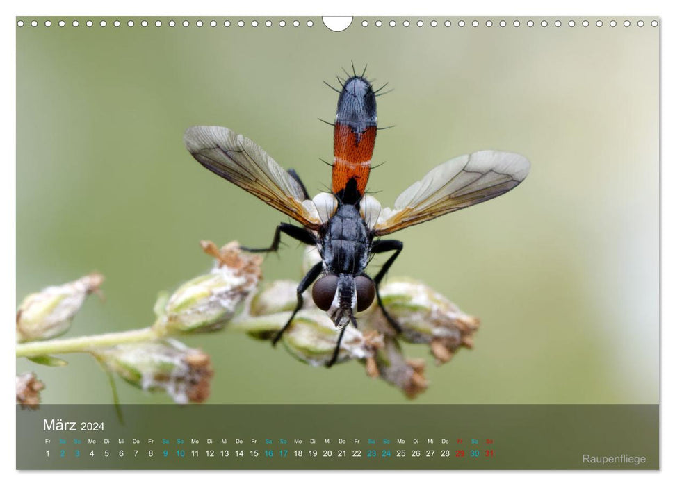 Small treasures insects (CALVENDO wall calendar 2024) 