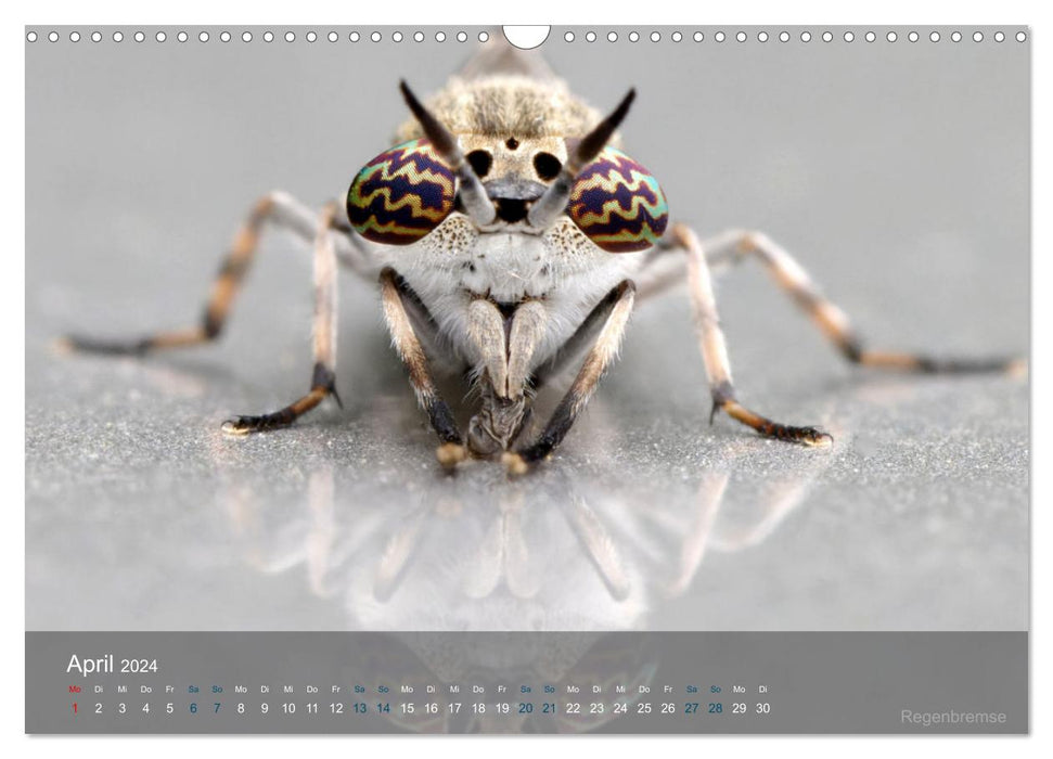 Small treasures insects (CALVENDO wall calendar 2024) 