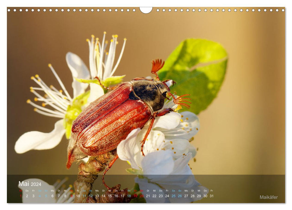 Small treasures insects (CALVENDO wall calendar 2024) 