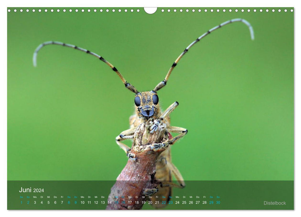 Small treasures insects (CALVENDO wall calendar 2024) 