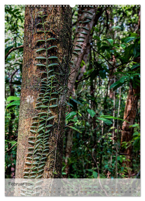 BORNEO Endangered Paradise (CALVENDO Wall Calendar 2024) 