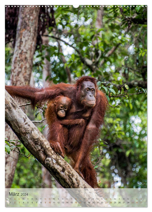 BORNEO Bedrohtes Paradies (CALVENDO Wandkalender 2024)