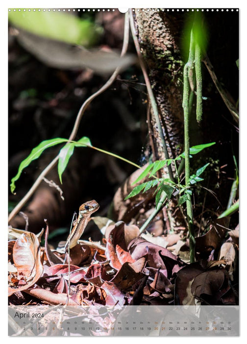 BORNEO Endangered Paradise (CALVENDO Wall Calendar 2024) 