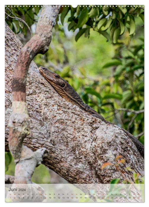 BORNEO Endangered Paradise (CALVENDO Wall Calendar 2024) 