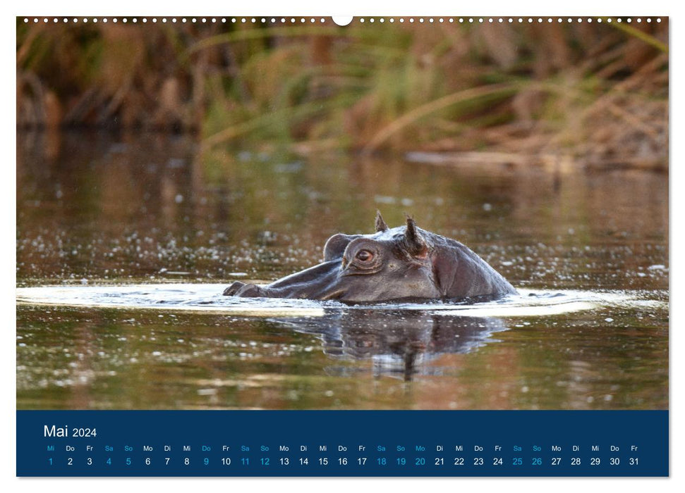Nilpferde, Kolosse in Afrika (CALVENDO Wandkalender 2024)
