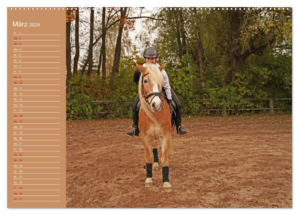 Faszination Haflinger (CALVENDO Premium Wandkalender 2024)