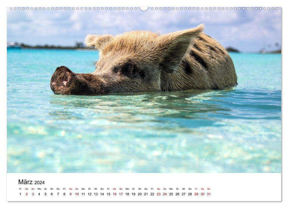 Bahamas - Paradiesische Strände. (CALVENDO Wandkalender 2024)