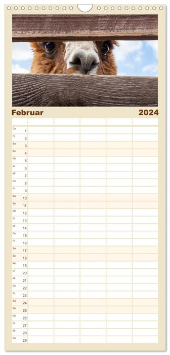 Lamas et alpagas - les doux chameaux du Nouveau Monde. (Agenda familial CALVENDO 2024) 