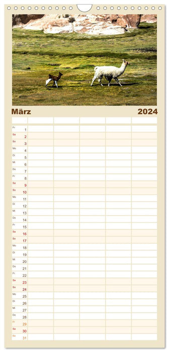 Lamas und Alpakas - Die weichen Neuweltkamele. (CALVENDO Familienplaner 2024)
