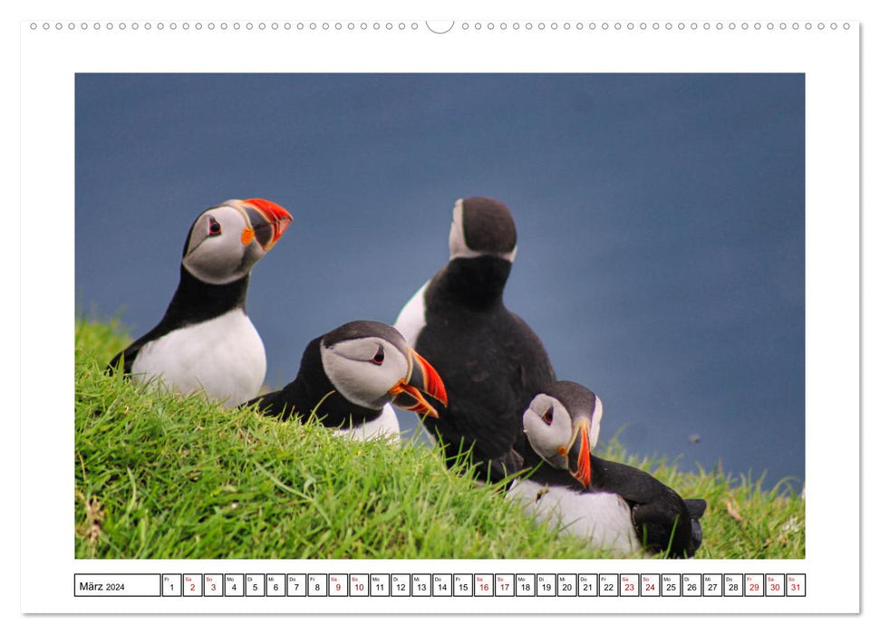 Macareux moine 2024 – Oiseaux magiques de la mer du Nord (Calvendo Premium Wall Calendar 2024) 