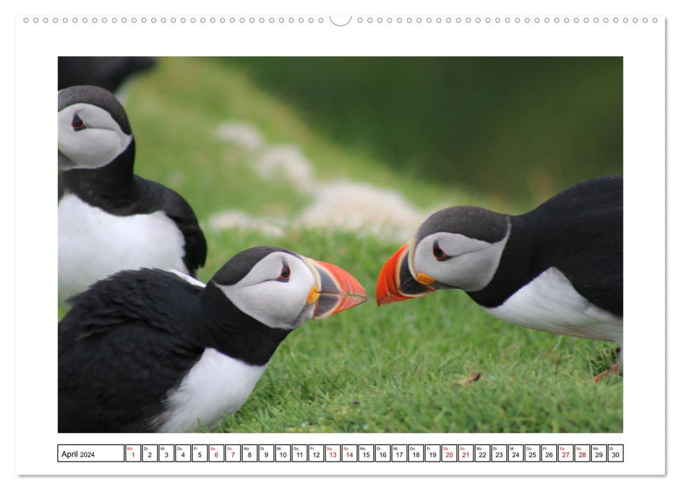 Puffin 2024 - Magical Birds of the Northern Sea (CALVENDO Premium Wall Calendar 2024) 