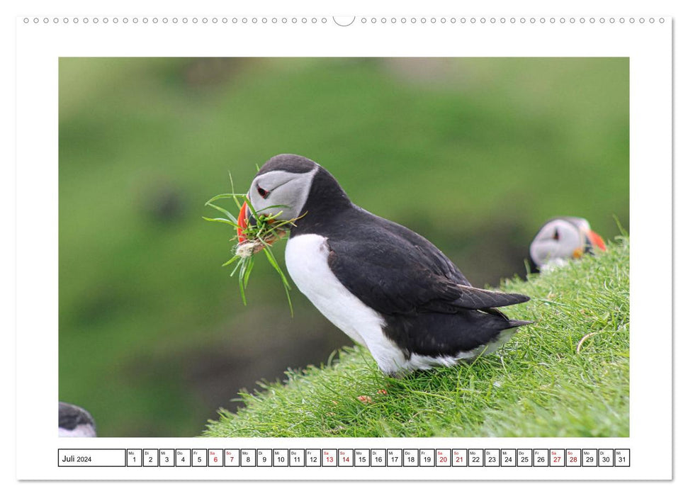 Puffin 2024 - Magical Birds of the Northern Sea (CALVENDO Premium Wall Calendar 2024) 