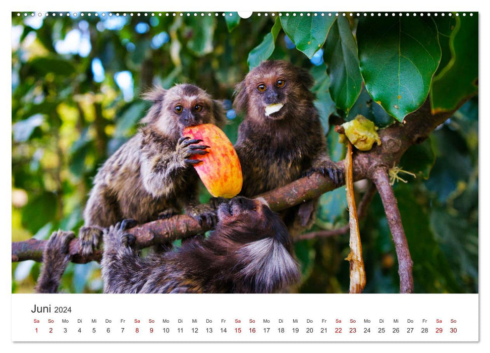 Brazil - carnivals, football and rainforests. (CALVENDO wall calendar 2024) 