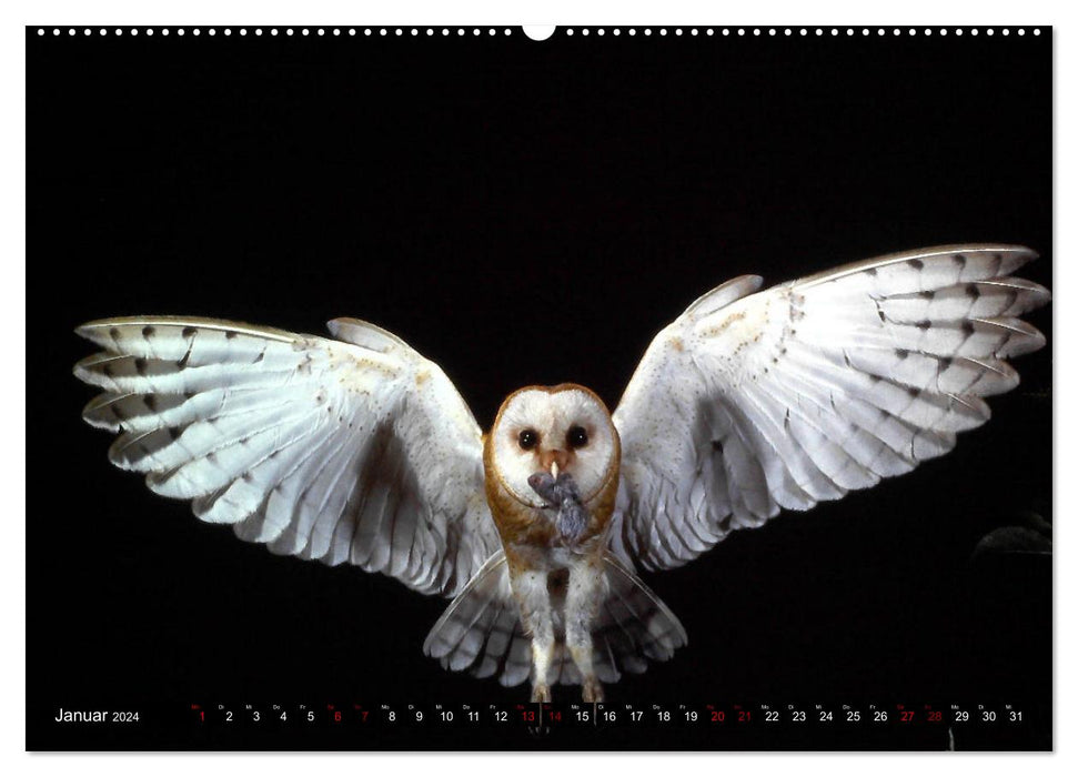 Birds, Feathered Beauties (CALVENDO Wall Calendar 2024) 