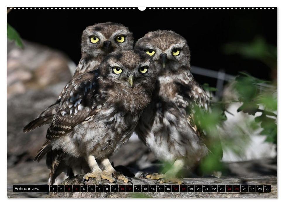 Birds, Feathered Beauties (CALVENDO Wall Calendar 2024) 