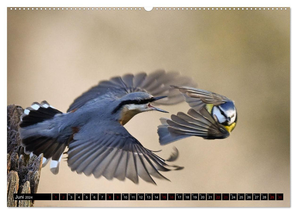 Birds, Feathered Beauties (CALVENDO Wall Calendar 2024) 