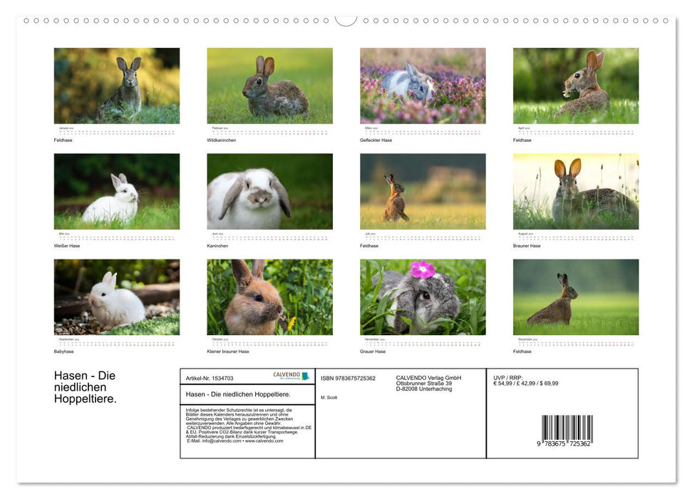 Rabbits - the cute hopping animals. (CALVENDO wall calendar 2024) 