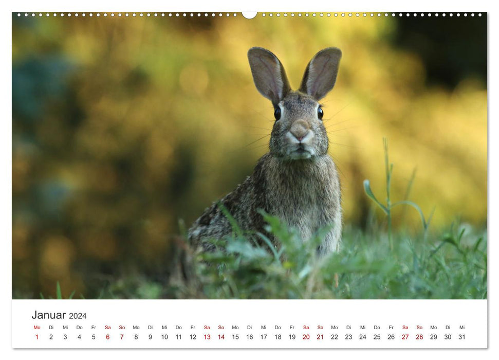 Rabbits - the cute hopping animals. (CALVENDO wall calendar 2024) 