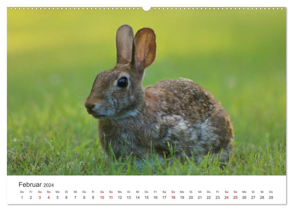 Hasen - Die niedlichen Hoppeltiere. (CALVENDO Wandkalender 2024)