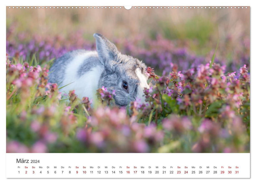 Hasen - Die niedlichen Hoppeltiere. (CALVENDO Wandkalender 2024)