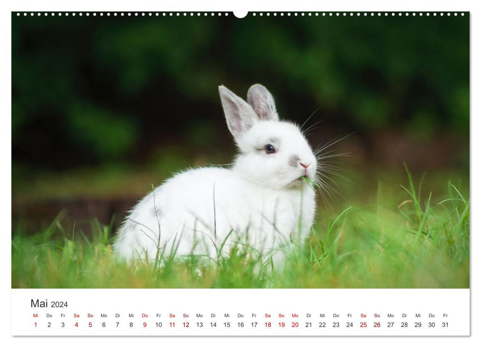 Hasen - Die niedlichen Hoppeltiere. (CALVENDO Wandkalender 2024)