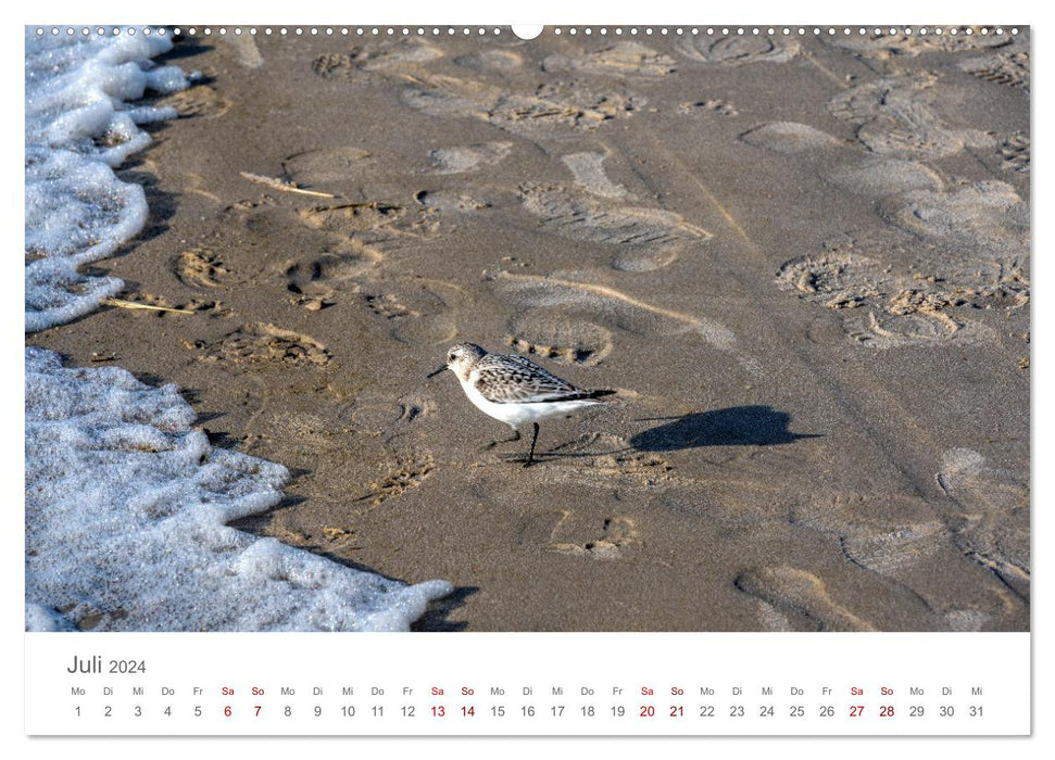 Denmark - Hen Beach (CALVENDO Premium Wall Calendar 2024) 