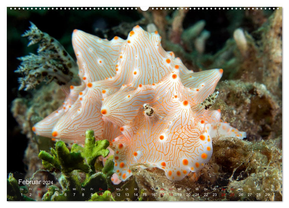 Diving in Indonesia - COLORFUL SEA SNAILS (CALVENDO wall calendar 2024) 