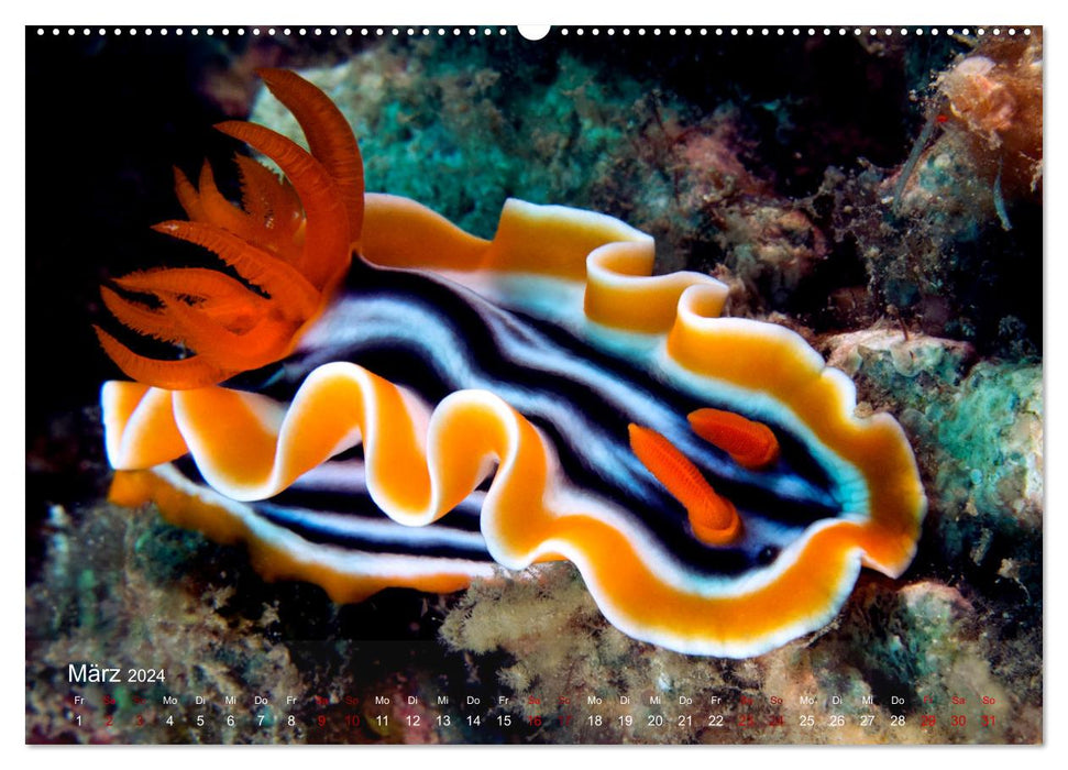 Diving in Indonesia - COLORFUL SEA SNAILS (CALVENDO wall calendar 2024) 