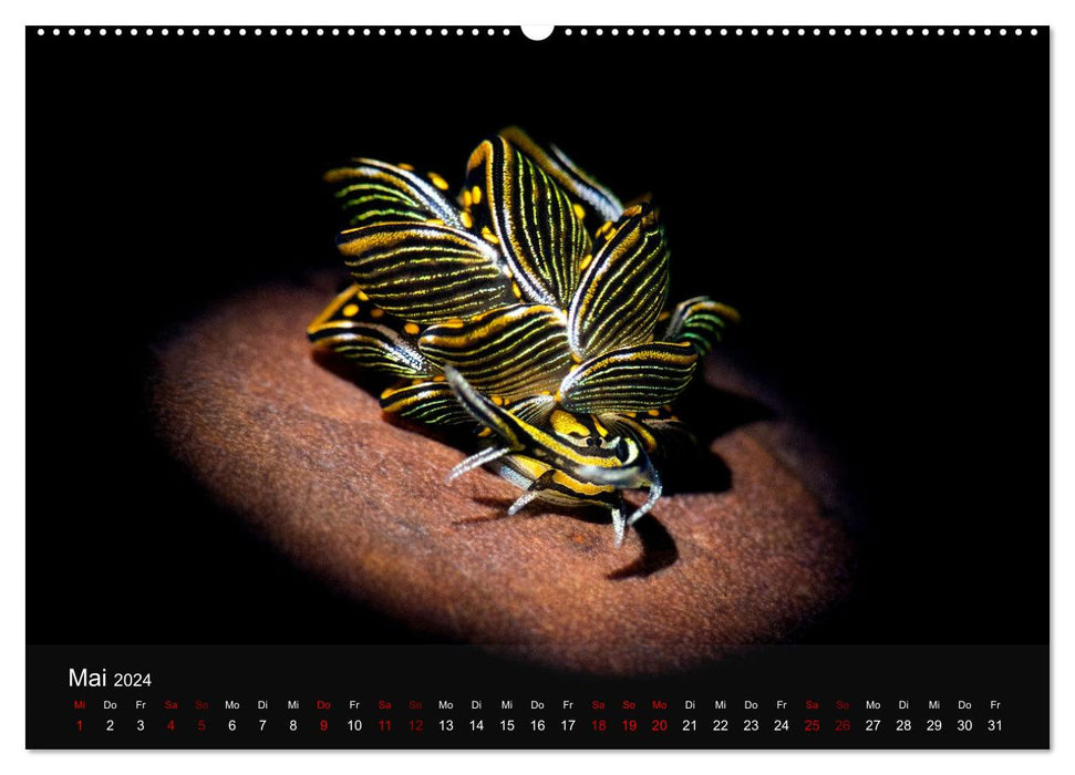 Diving in Indonesia - COLORFUL SEA SNAILS (CALVENDO wall calendar 2024) 