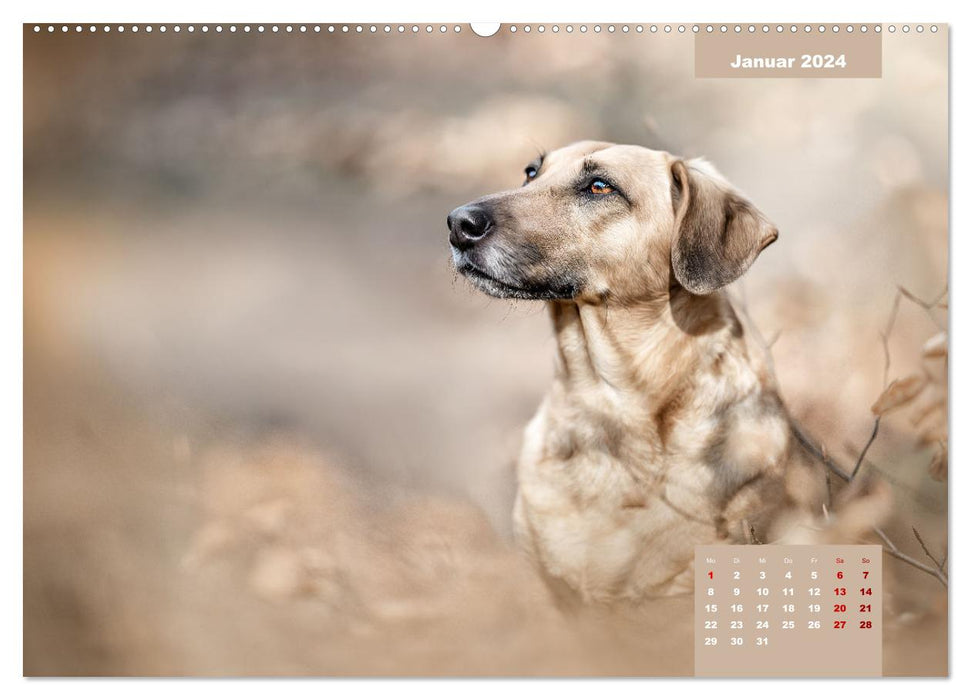 Fur nose romance (CALVENDO Premium Wall Calendar 2024) 