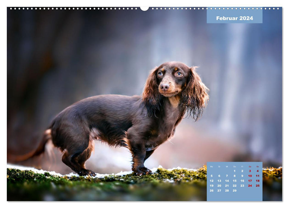 Fur nose romance (CALVENDO Premium Wall Calendar 2024) 