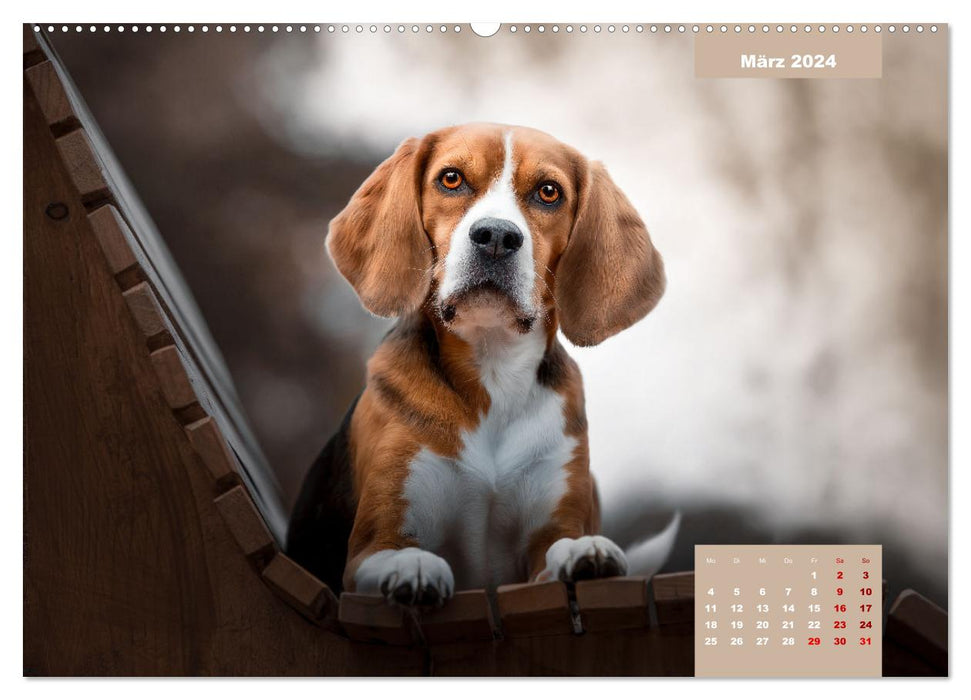 Fur nose romance (CALVENDO Premium Wall Calendar 2024) 