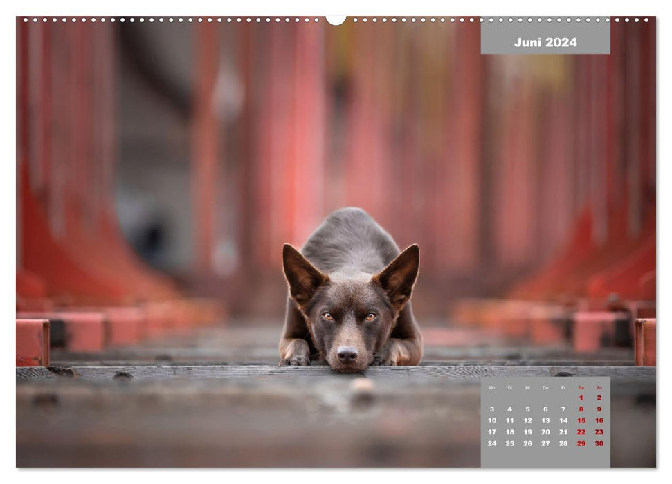 Fur nose romance (CALVENDO Premium Wall Calendar 2024) 