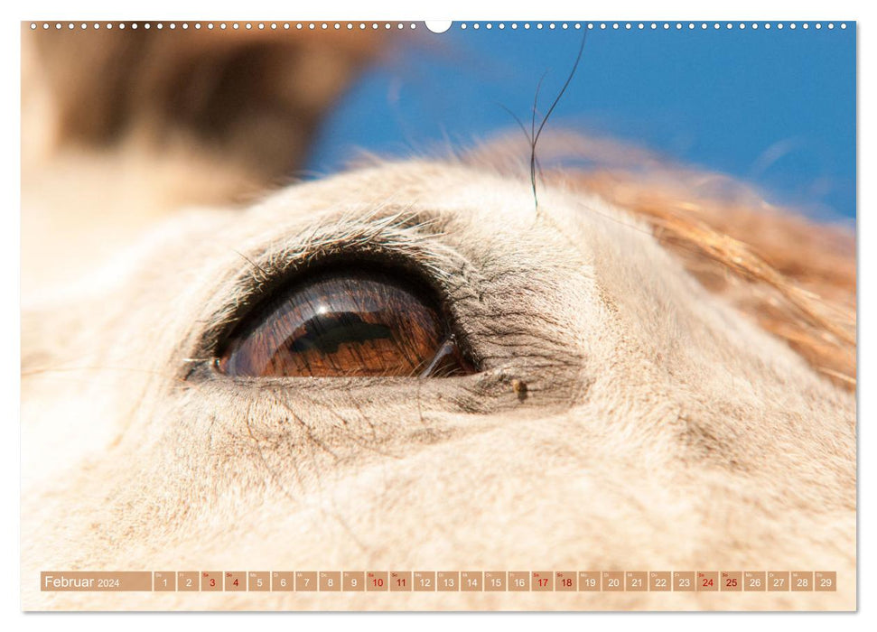 Seelenpferde - Augenblicke (CALVENDO Wandkalender 2024)