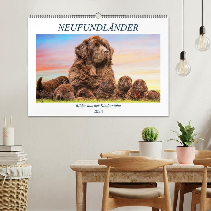 Newfoundland dog - pictures from the nursery (CALVENDO wall calendar 2024) 